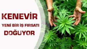 Kenevirden yeni iş fırsatı