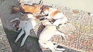 Menemen Belediyesine köpek ölümleri iddiası ile hayvan severlerden tepki