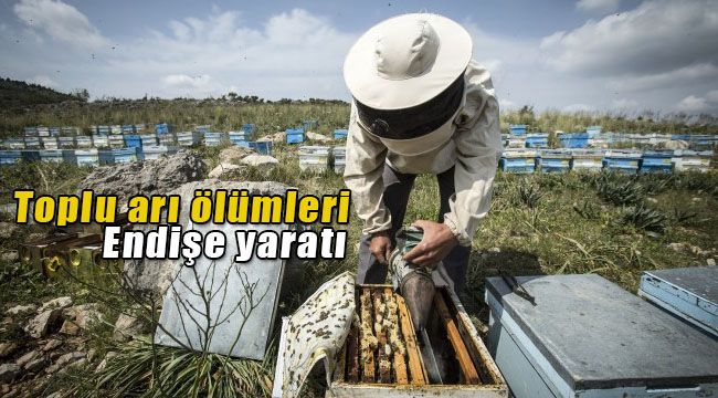 Ege Bölgesinde Toplu Arı Ölümleri Endişe Yarattı