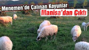 Menemen'de Çalınan Koyunlar Manisa'da Bulundu