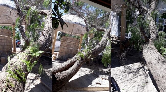 Ağaç Caminin Üzerine Devrildi