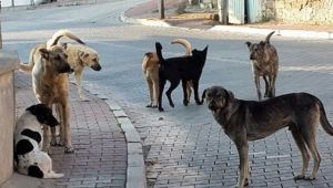 Menemen'de Başı Boş Köpekler Halkı Tedirgin Ediyor