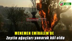 Menemen Emiralem'de çıkan yangın Zeytin ağaçlarını kül etti.