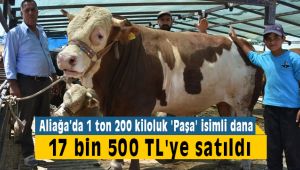 Aliağa'da 1 Ton 200 Kiloluk Dana 17 bin 500 Liraya Satıldı