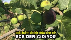 İngiliz Kraliyet Ailesine Siyah İncir Ege'den Gidiyor