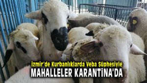 İzmir Bergama'da Kurbanlıklarda Veba Şüphesiyle 20 Mahalle Karantinaya Alındı