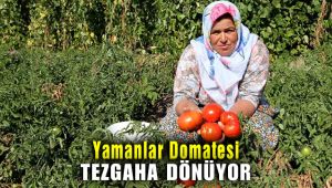 Karşıyaka Belediyesi Yamanlar Domatesini Tekrar Üretecek