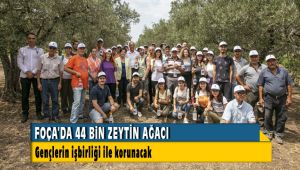 Foça'da 44 bin zeytin ağacı korunacak