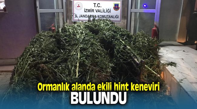 İzmir'de Ormanlık Alanda Hint Keneviri Bulundu