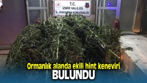 İzmir'de Ormanlık Alanda Hint Keneviri Bulundu