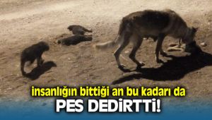 Seferihisar'da Yavru Köpekleri Ezdikten Sonra Kaçtı