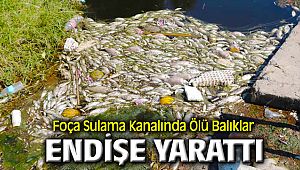 FOÇA'DA SULAMA KANALLARINDA ÖLÜ BALIKLAR ENDİŞE YARATTI