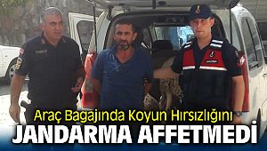 Menemen'de Araç bagajında koyun hırsızlığı