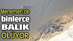 Menemen'de Gediz Nehrinden Gelen Kanal'da Binlerce Balık Can Çekişerek Ölüyor