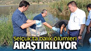 Selçuk'taki balık ölümleri araştırılmaya başladı