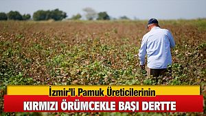 Menemen'li Pamuk Üreticilerinin Kırmızı Örümcekle Başı Dertte
