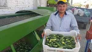 Turşuluk salatalık üreticisi zarar ediyor