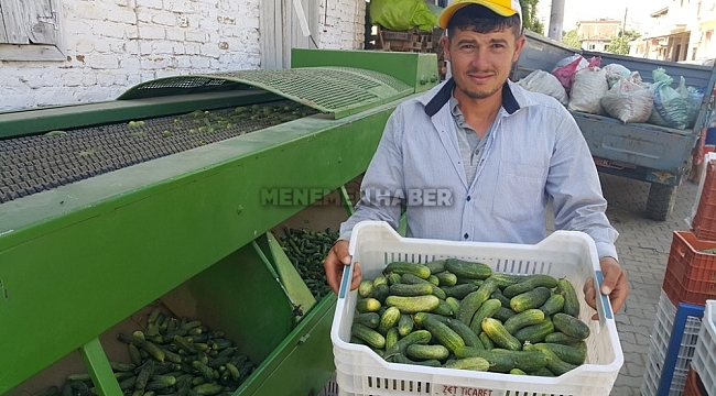 Turşuluk salatalık üreticisi zarar ediyor