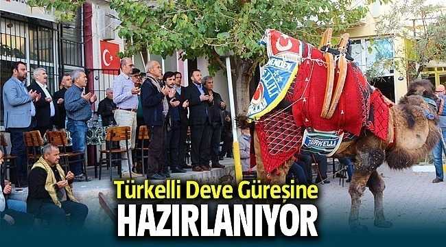Türkelli Deve Güreşine Hazırlanıyor