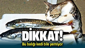 Denizdeki Tehlikeli Bu Balığı Kedi Bile Yemiyor