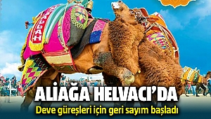 Aliağa Helvacı'da Deve Güreşleri Başlıyor
