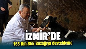 İzmir'de 163 bin 865 buzağıya destekleme