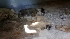 İzmir'de 12 yavru köpeğin zehirlenerek öldürüldüğü iddiası