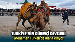 Türkiye'nin güreşçi develeri Menemen'de alana çıkıyor