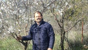İzmir'de badem ağacı çiçek açtı