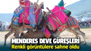 Menderes'de geleneksel deve güreşleri düzenlendi