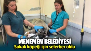 Menemen Belediyesi kanala düşen sokak köpeği için seferber oldu