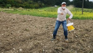 Aliağa'da susam çeşitleri analiz sonrasında toprakla buluştu