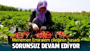 Menemen Emiralem çileğinin hasadı sorunsuz devam ediyor