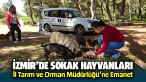 İzmir'de sokak hayvanları İl Tarım ve Orman Müdürlüğü’ne Emanet