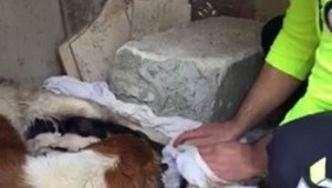 İzmir polisi köpekleri yağmurdan kurtardı, elleriyle kuruladı