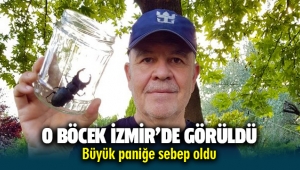 İzmir'de görülen böcek Büyük panik yarattı