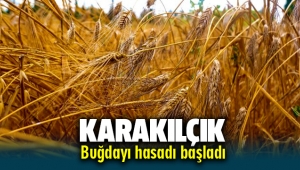Seferihisar'da Karakılçık buğday hasadı başladı