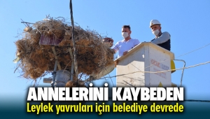Annelerini kaybeden leylek yavruları için Bergama Belediyesi devrede