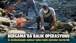 Bergama'da Su birikintisinde mahsur kalan balık yavruları kurtarıldı
