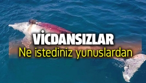 İzmir'de yunusları vurdular!