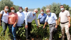 Ödemiş Belediyesi değerli ata tohumlarına sahip çıkıyor