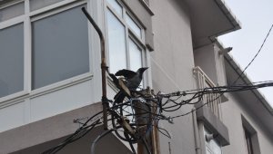 -Maltepe'de elektrik direğinde mahsur kalan kargaya kurtarma operasyonu