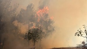 Adana'da orman yangını