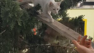 Ağaçta mahsur kalan kediyi köprü yaptığı tahta ile kurtardı