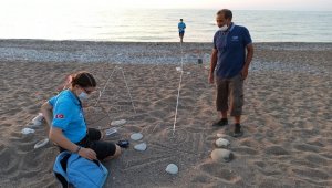 Antalya'da 2020 yılında 4 bin 842 yuvadan 204 bin 591 deniz kaplumbağası denizle buluştu