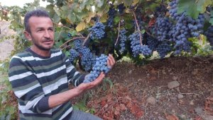 Arapgir'in meşhur köhnü üzümü artık Esenlik Marketler'de