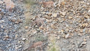 Artvin'de dağ keçileri görüntülendi