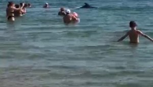 Avlanan yunuslar Rus turistlerin arasına daldı