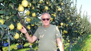 Ayva üretimini patlatacak gelişme