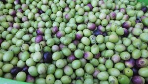 Balıkesir'de yeşil zeytin hasadı başladı